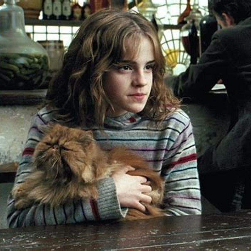 Why is Hermione cat name Crookshanks? - DIY Seattle