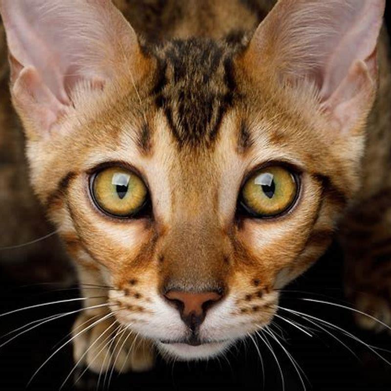 Why is my cat being distant from me?