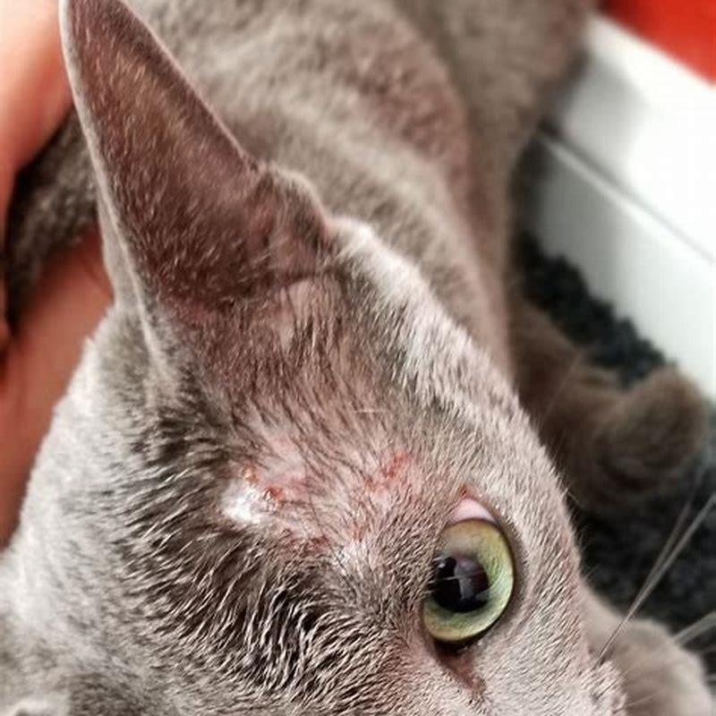 Why is my cat getting mange?