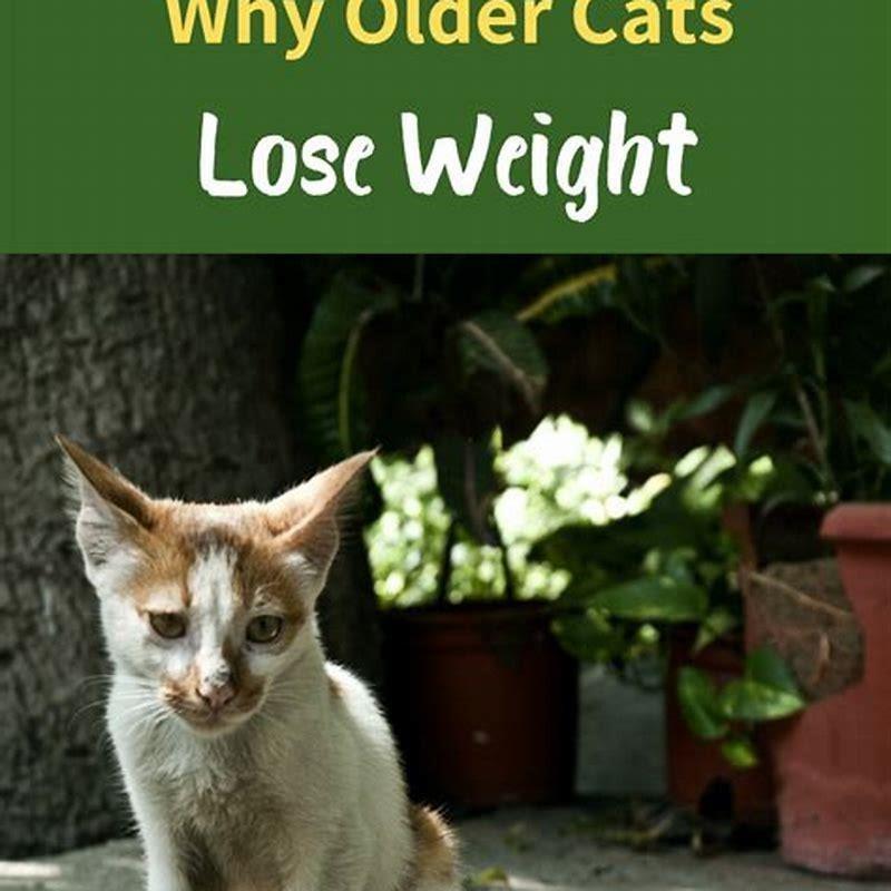 why-is-my-cat-losing-weight-but-still-eating-diy-seattle