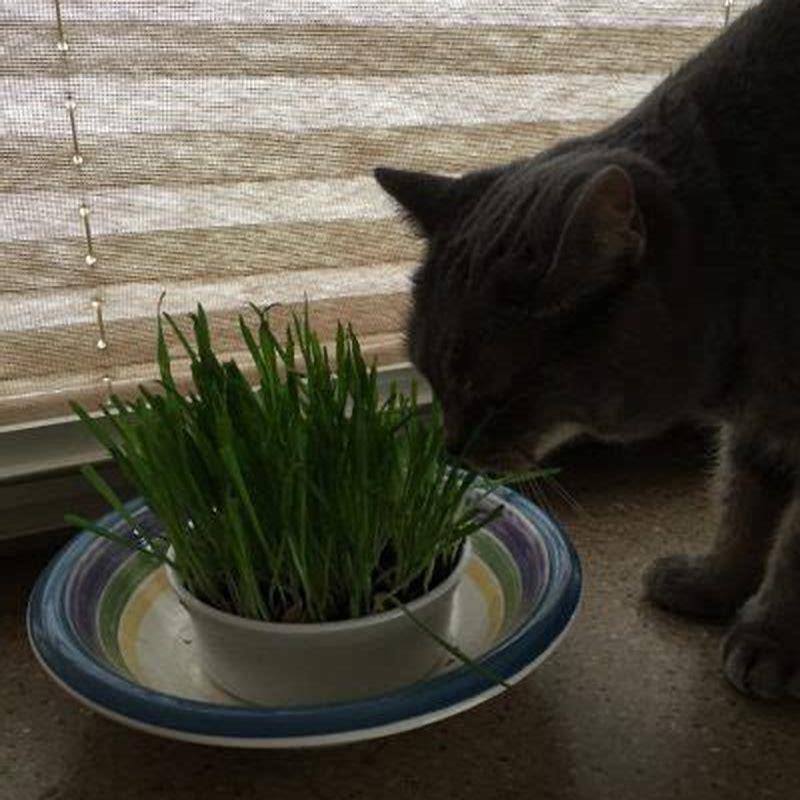 Why is my cat obsessed with eating grass? DIY Seattle