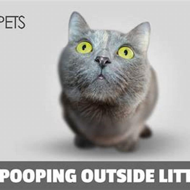 Why is my cat suddenly pooping outside the litter box? DIY Seattle