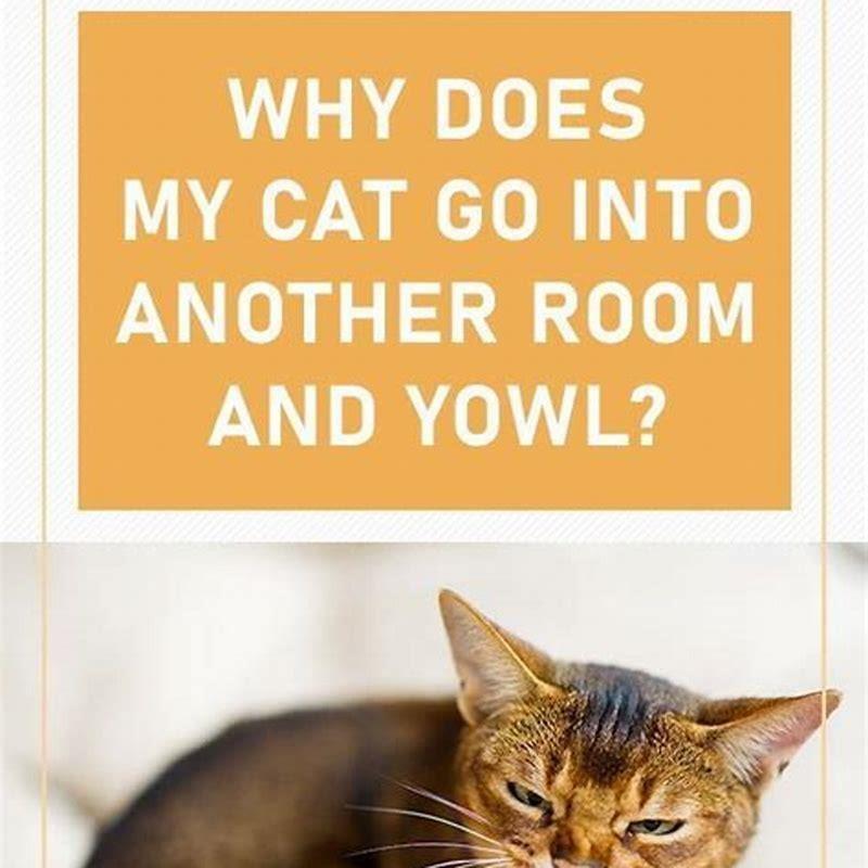 why-is-my-cat-yowling-at-other-cats-diy-seattle