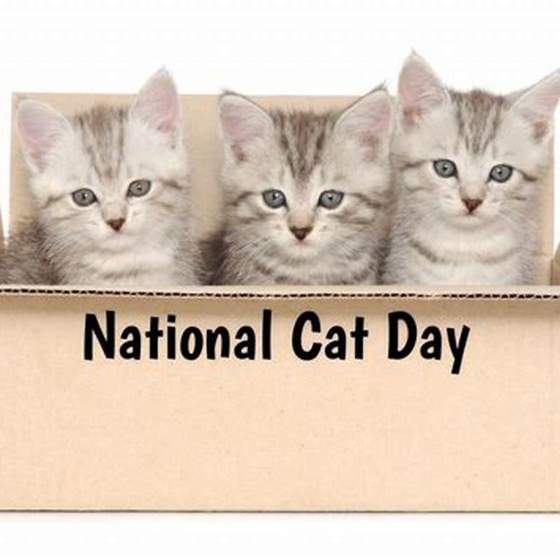 National Cat Day 2024 Usa Aggi Lolita