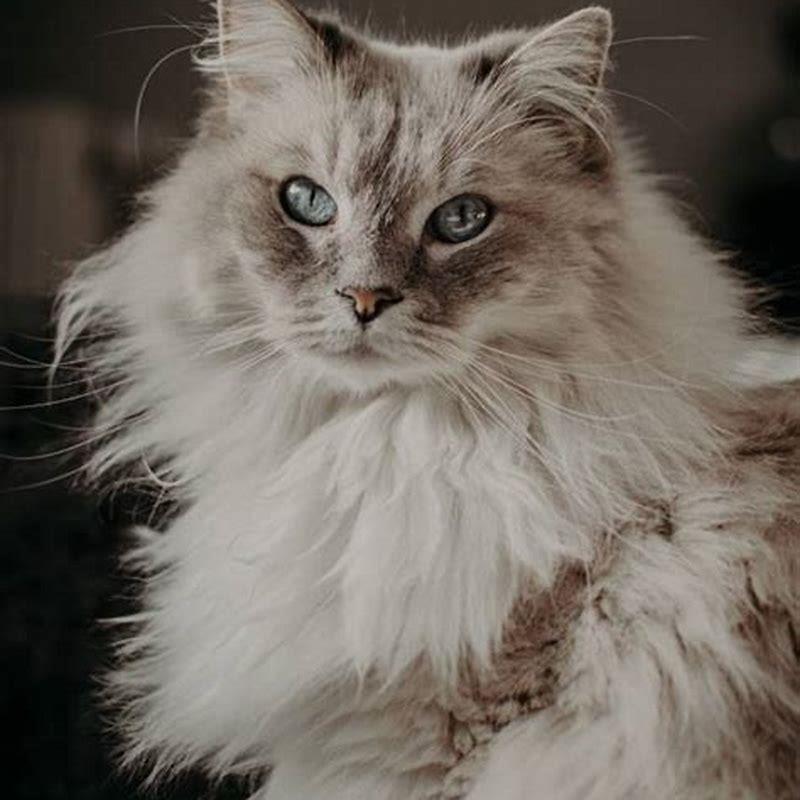 Why were Somali cats breed?