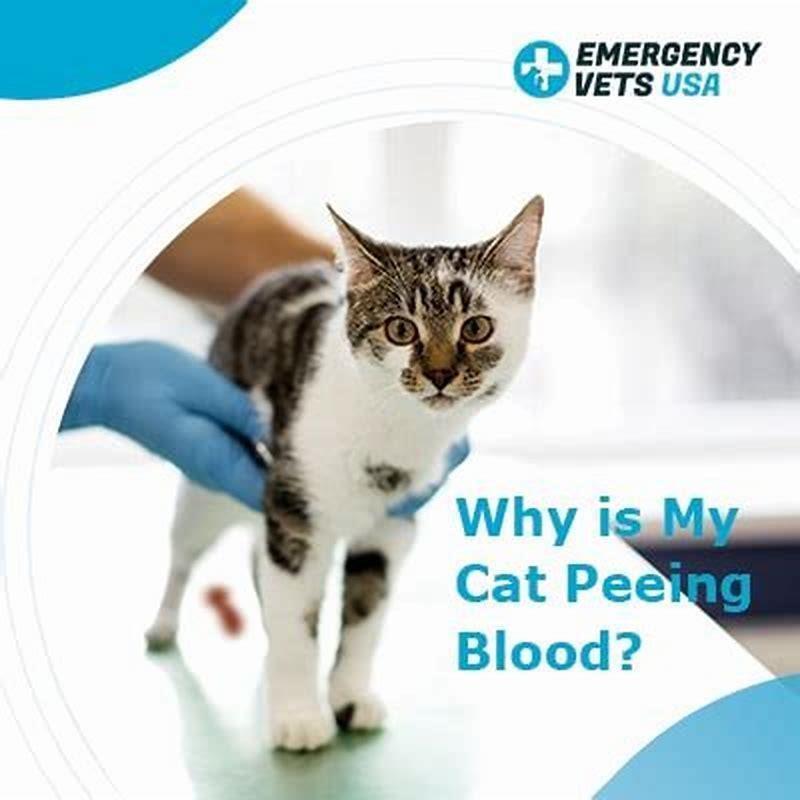 Why would a cat be peeing blood? DIY Seattle