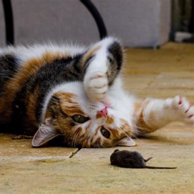 why-would-a-cat-eat-a-mouse-diy-seattle