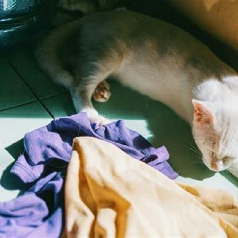 Why Would A Cat Suddenly Pee On Your Bed DIY Seattle