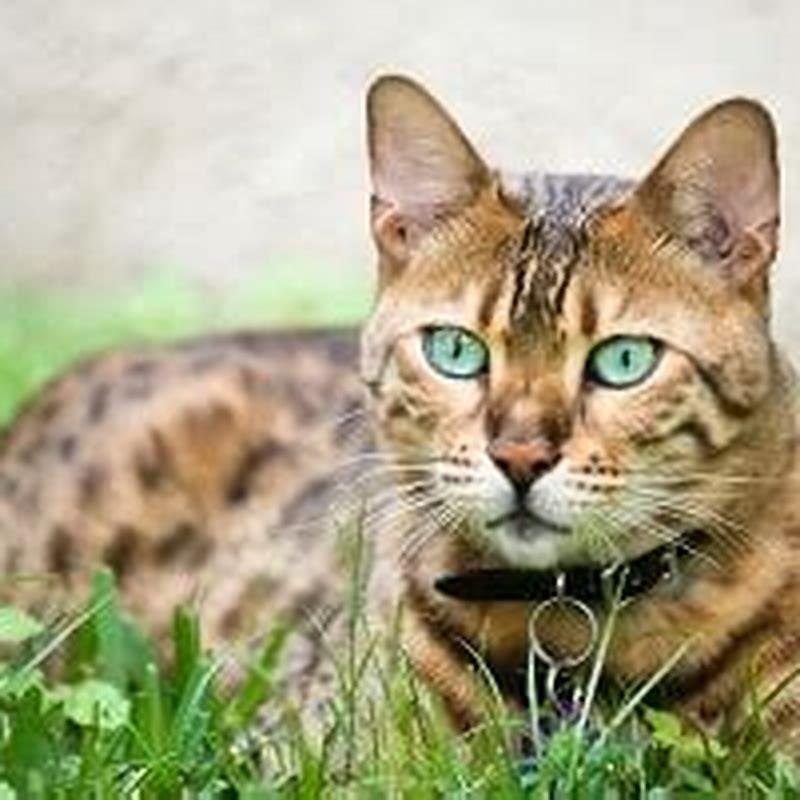 why-you-shouldnt-get-a-bengal-cat-diy-seattle