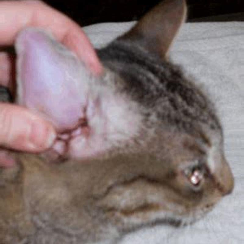 Will a cat ear hematoma heal on its own?