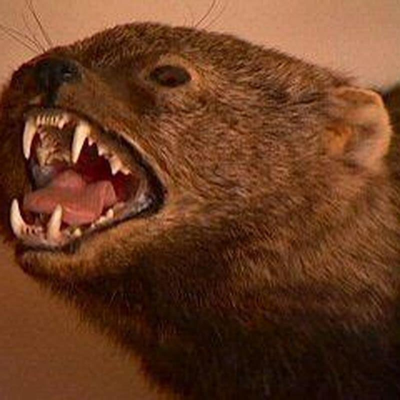Will A Fisher Cat Kill A Cat DIY Seattle will-a-fisher-cat-kill-a-cat-diy-seattle