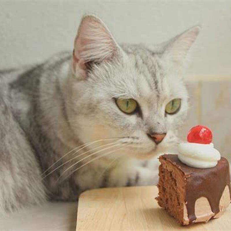 Will Cats Be Okay If They Eat Chocolate DIY Seattle
