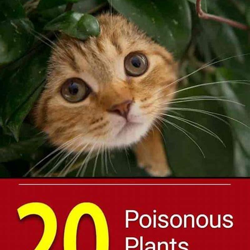 Will cats eat toxic plants?