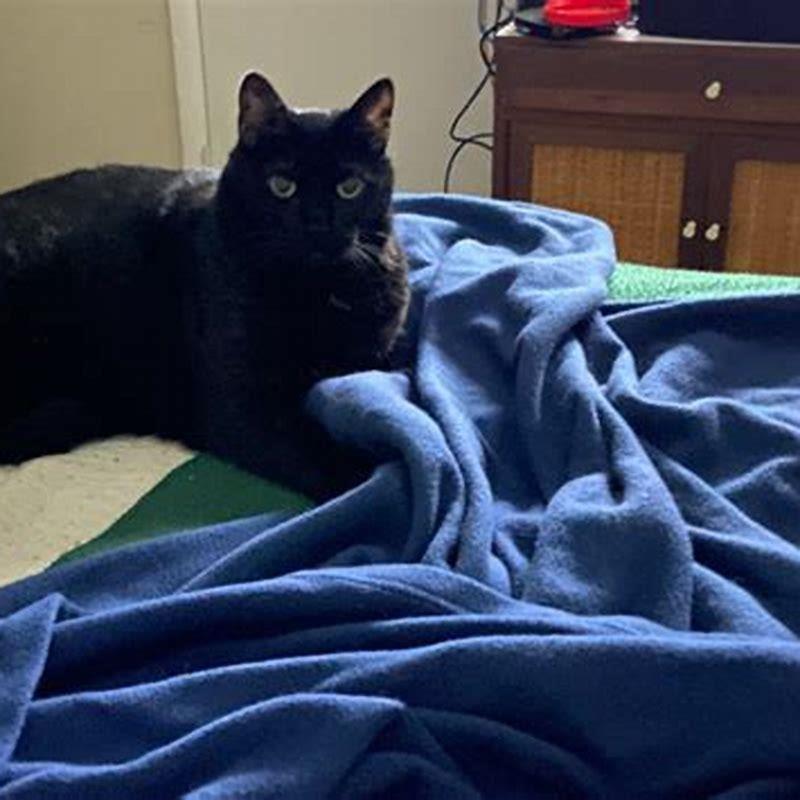 Will cats starve themselves?