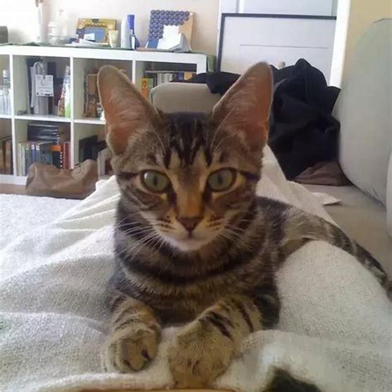 Will my cat ignore me if I get another cat?