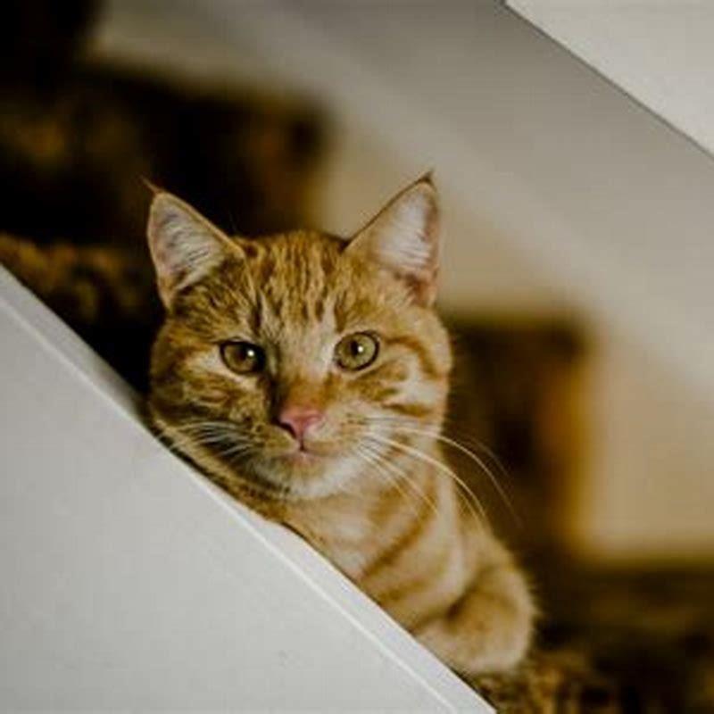 Will my cat mourn the loss of my other cat?