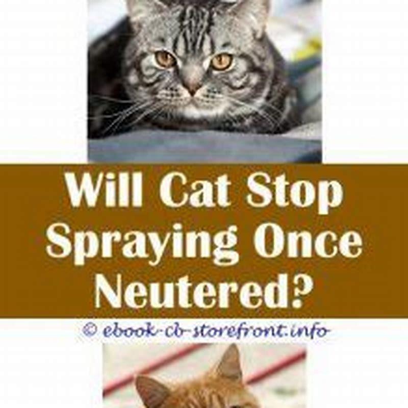 will-neutering-a-cat-stop-spraying-diy-seattle