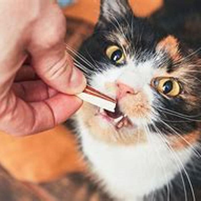 would-a-cat-eat-a-human-if-they-died-diy-seattle