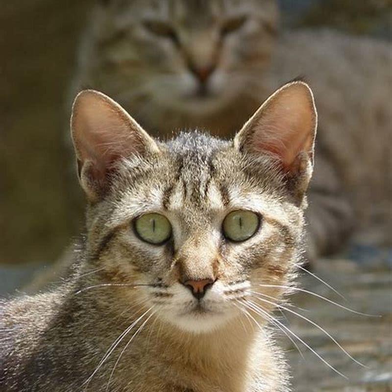 Would a wild cat eat a domestic cat?