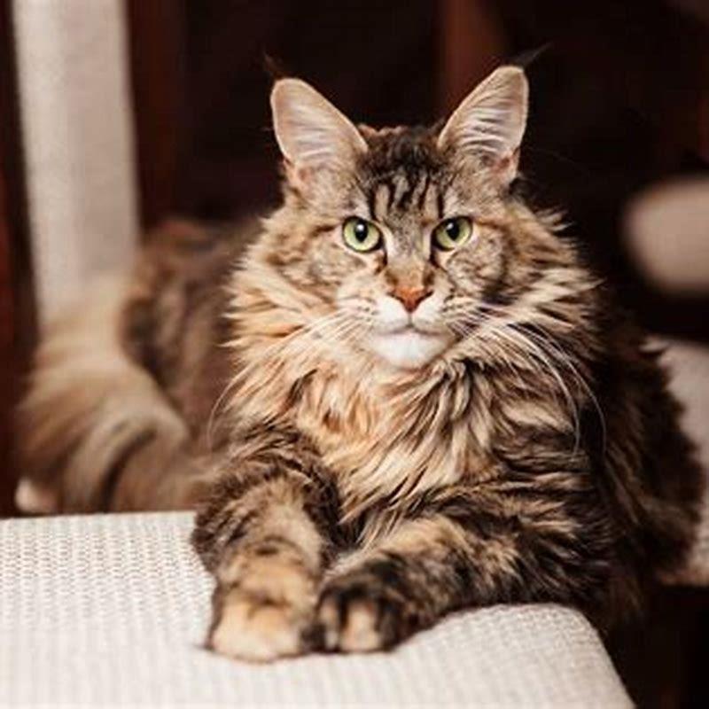 Are all Maine Coon cats big? - DIY Seattle