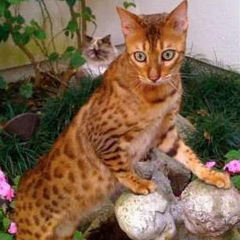 Are Bengal cats more expensive?