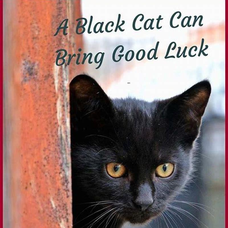 Are black cats killed around Halloween?