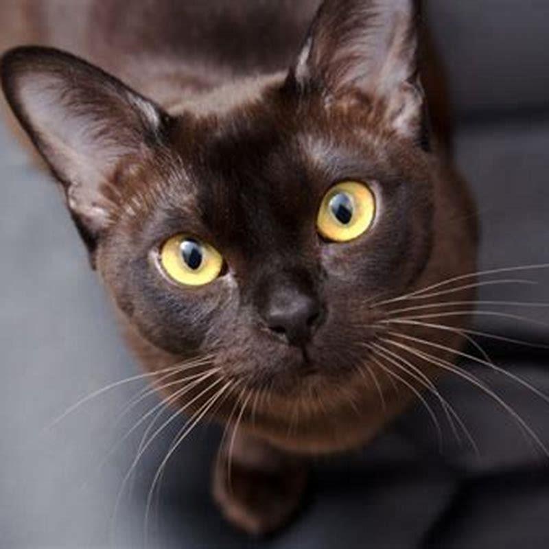 Are Burmese cats cuddly?