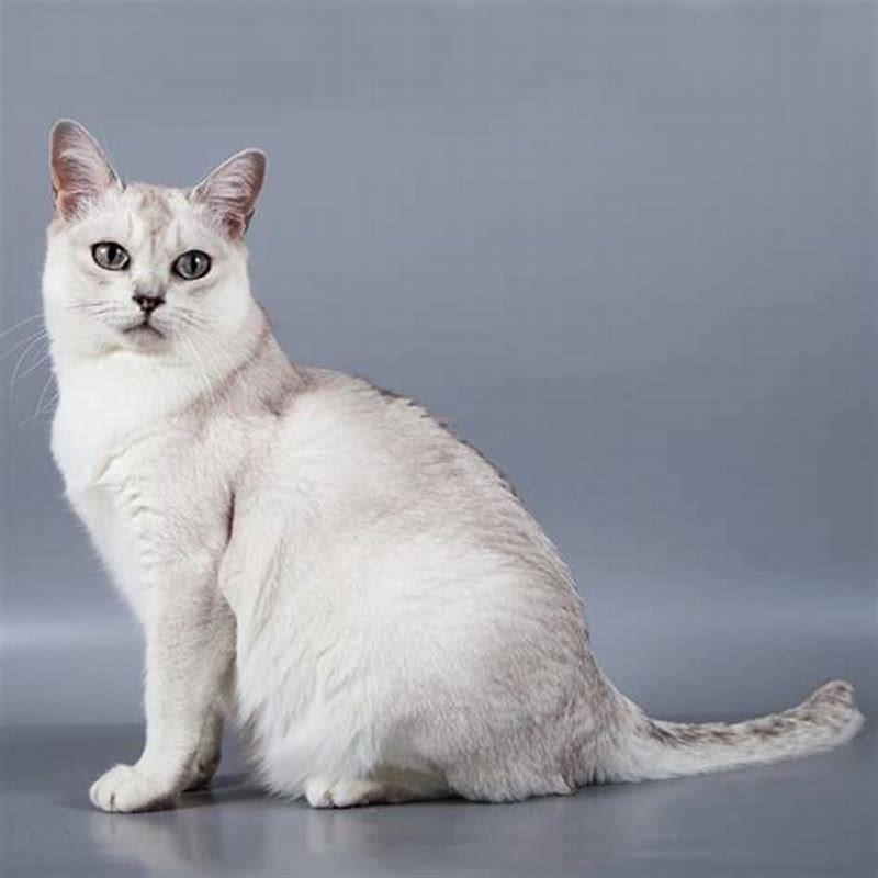 Are Burmilla cats rare?