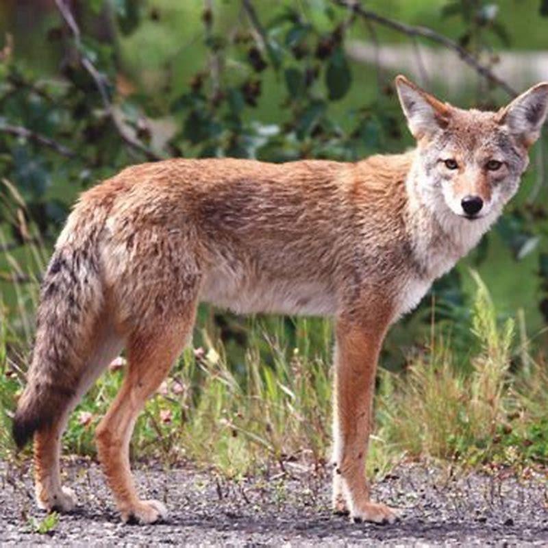 Are cats aware of coyotes? - DIY Seattle