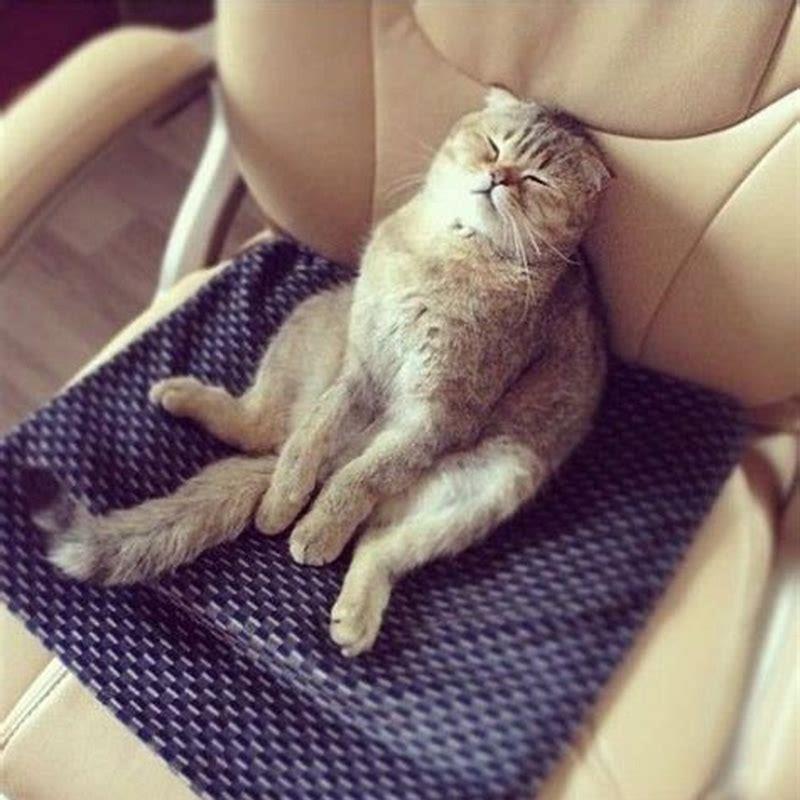 Are cats ever fully asleep?