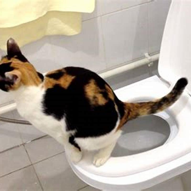 Are cats hard to potty train?