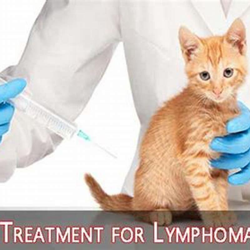 are-cats-with-lymphoma-in-pain-diy-seattle