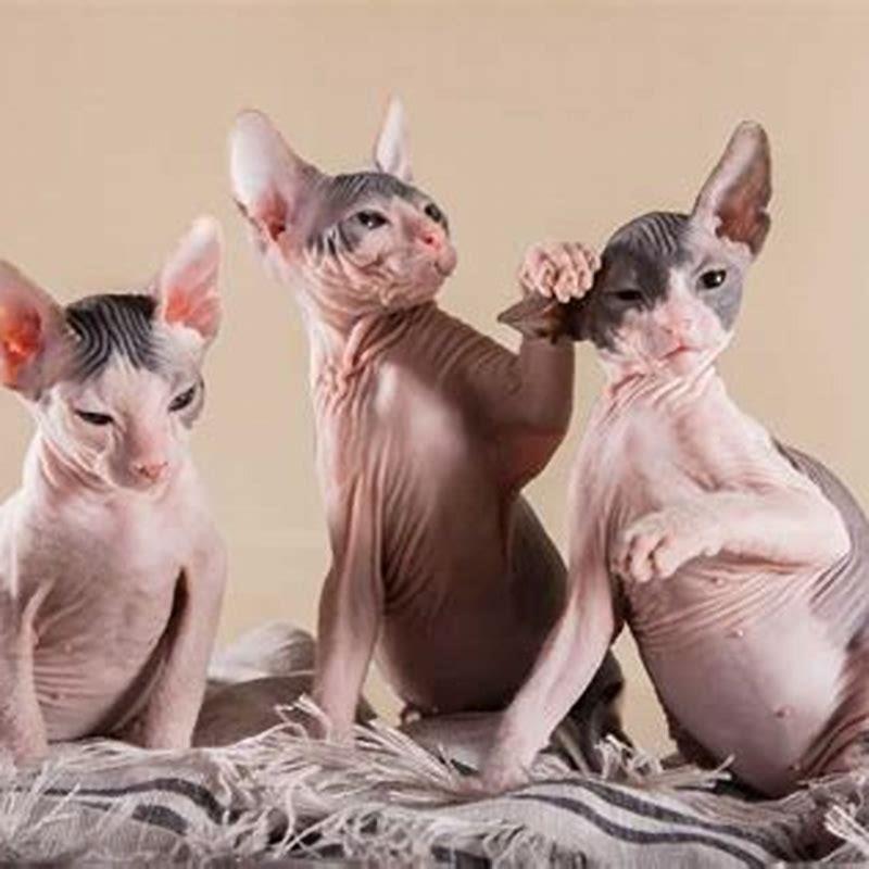 Are Donskoy cats good pets?