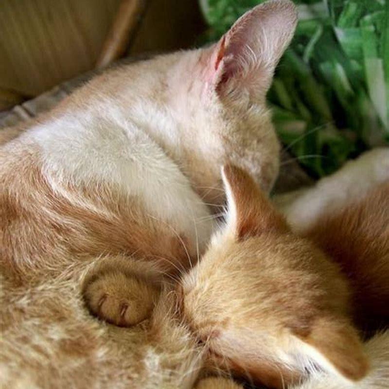 are-ginger-cats-more-prone-to-illness-diy-seattle