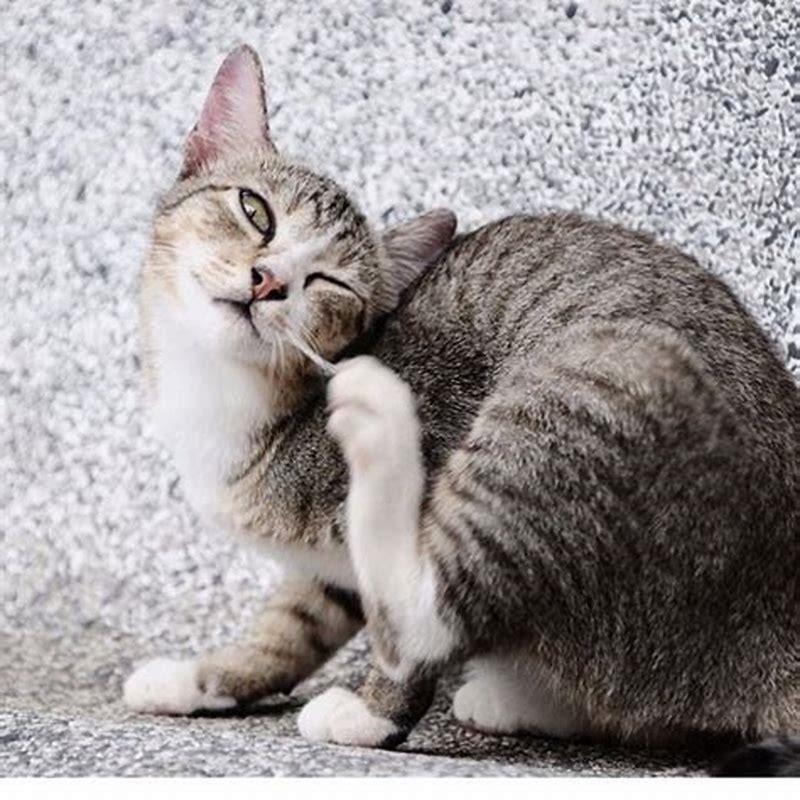 Are hot spots painful for cats?