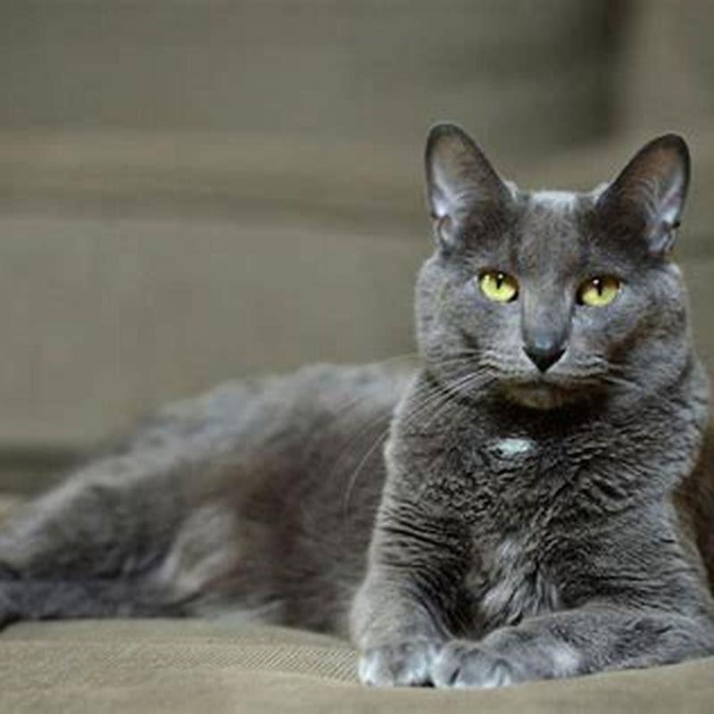 Are Korat cats rare?