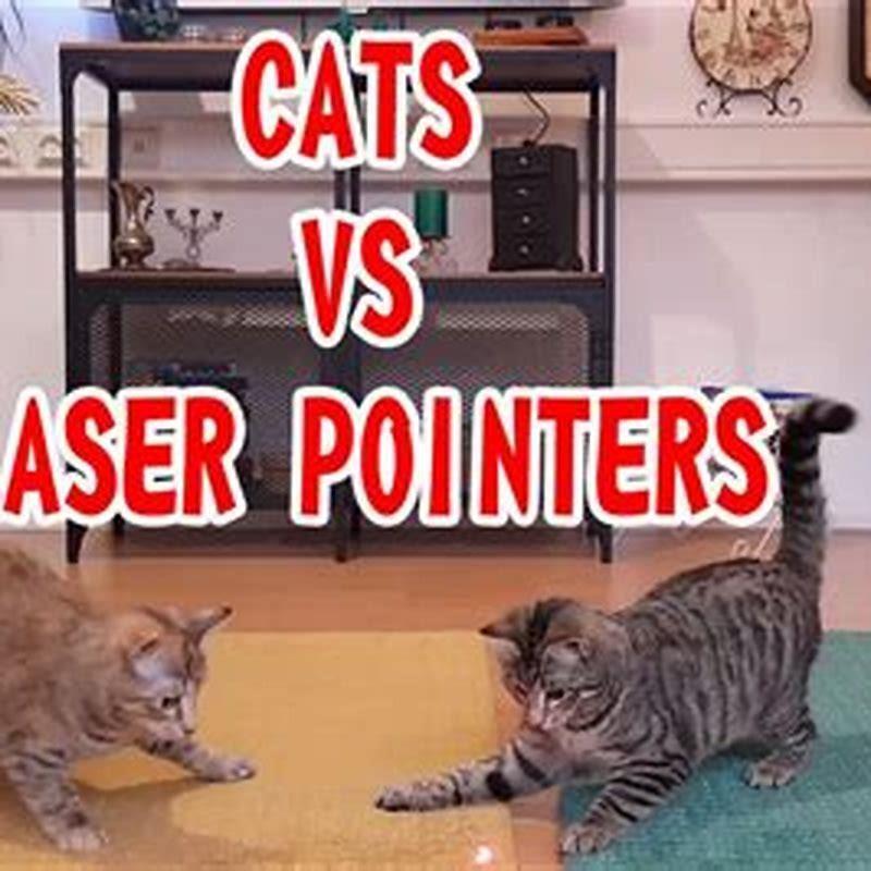 are-laser-pointers-cruel-for-cats-diy-seattle