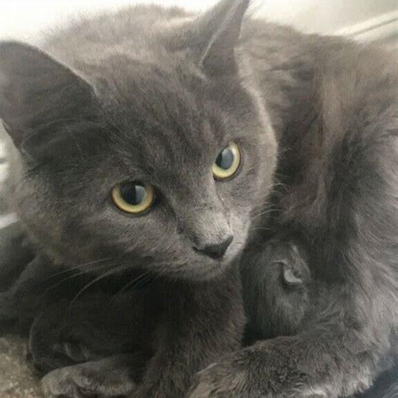 Are Nebelung cats rare?