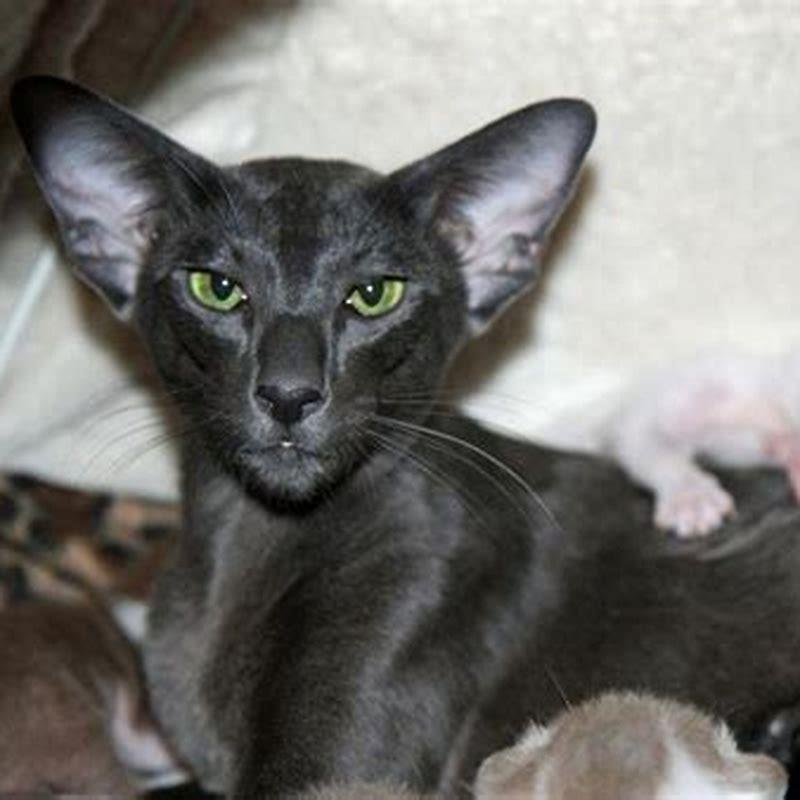 Are Oriental Shorthair cats cuddly? - DIY Seattle