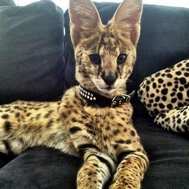 Are savannah cats good house cats? - DIY Seattle