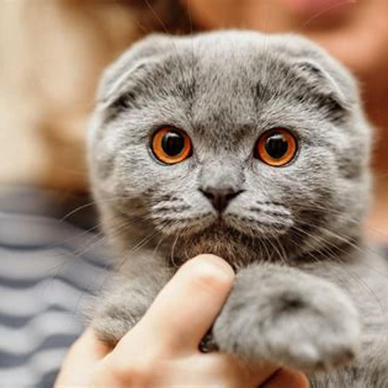 Are Scottish Fold cats good pets?