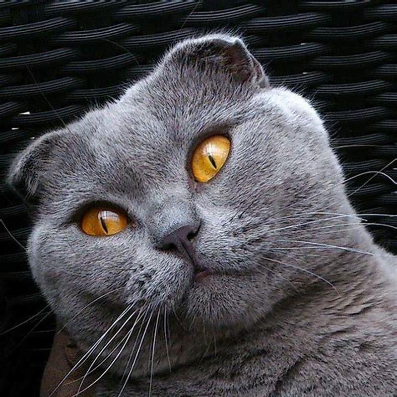Are Scottish folds worth it?