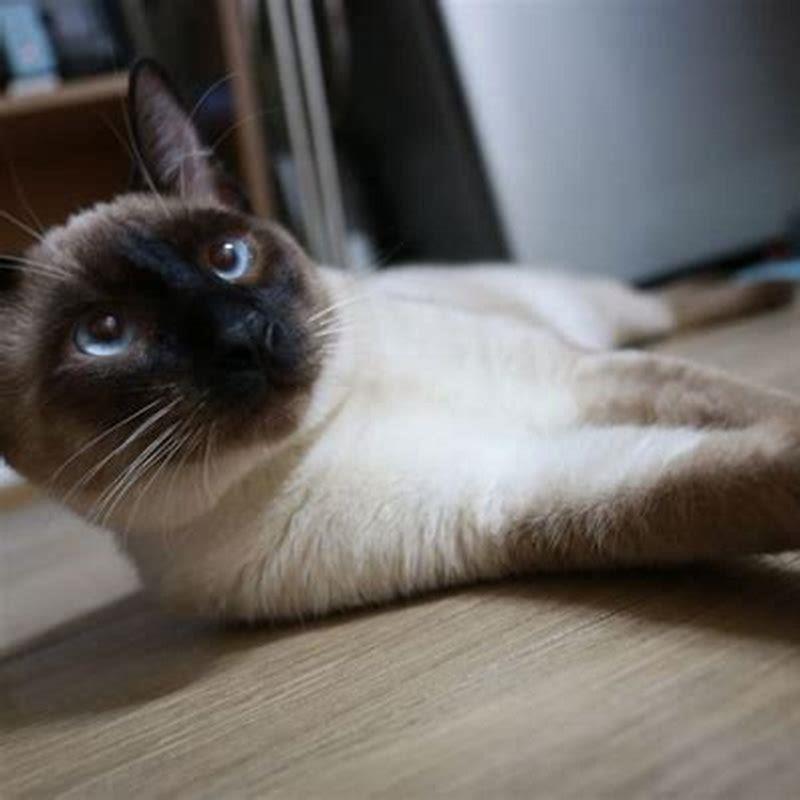 Are Siamese cats hard to find?