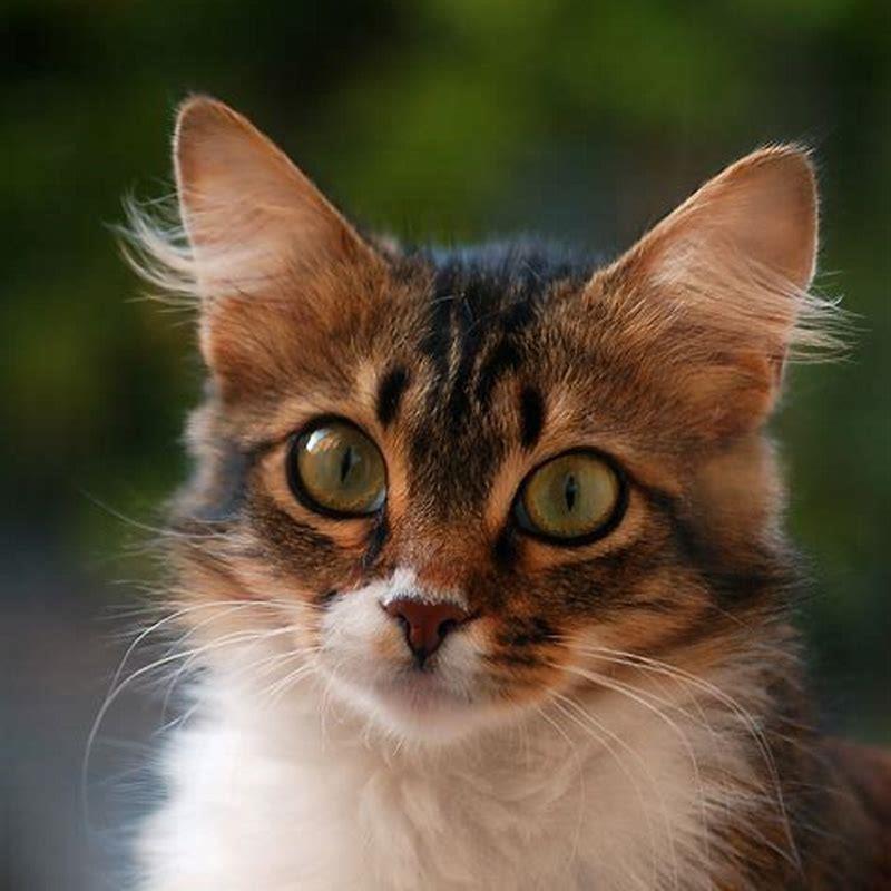 Are Somali cats good pets?
