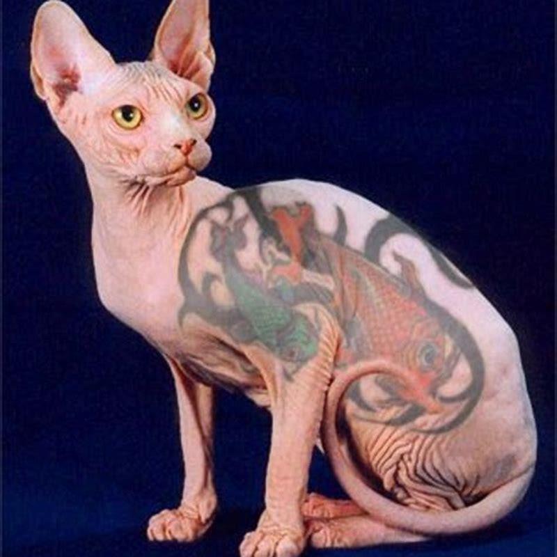 are-sphynx-cats-cruel-diy-seattle