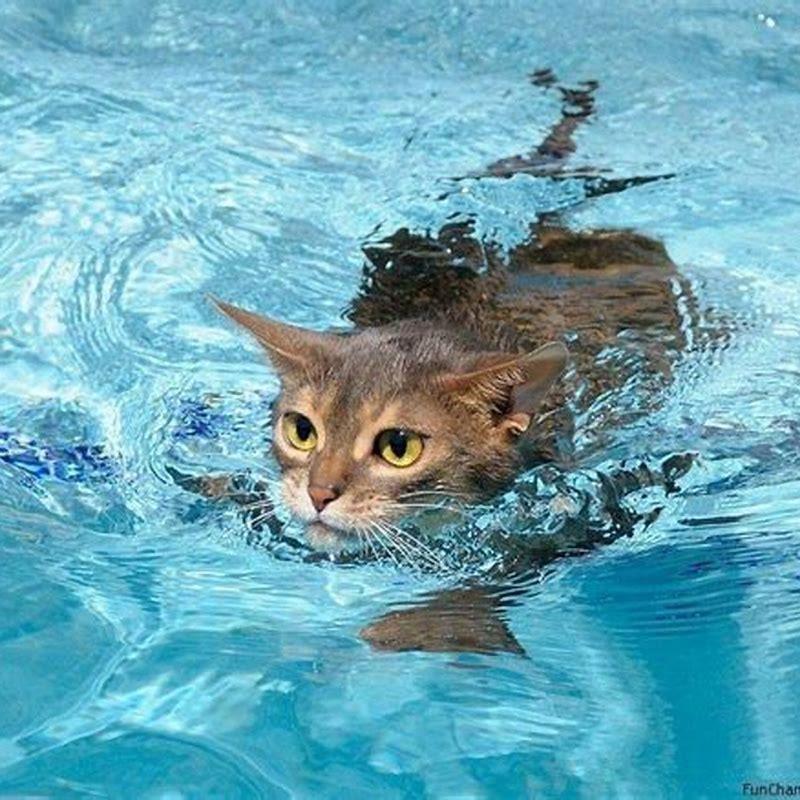 Are there any cats that like to swim?