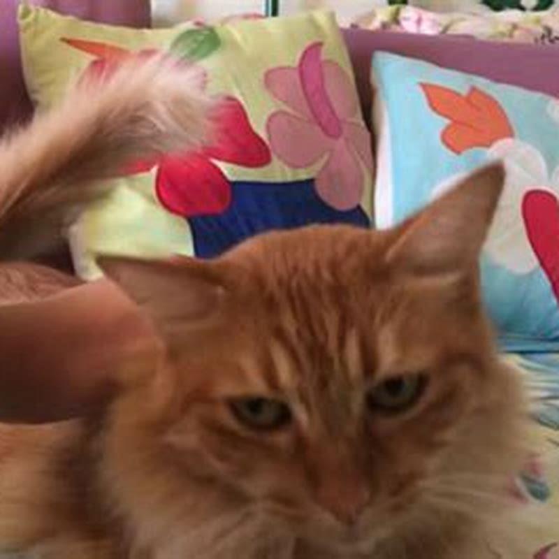 Are there some cats that dont meow?