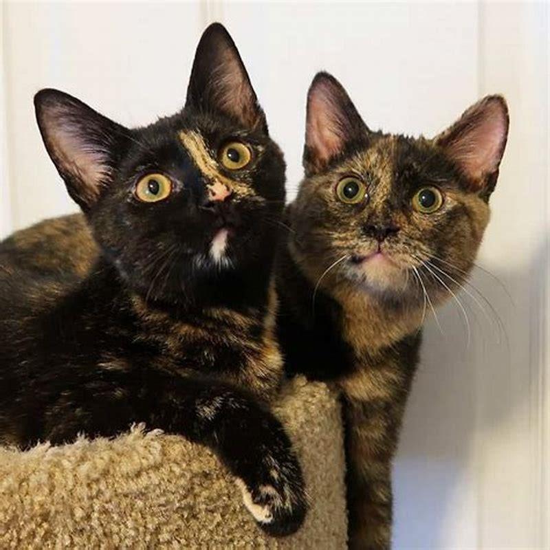 Are tortoiseshell cats difficult?
