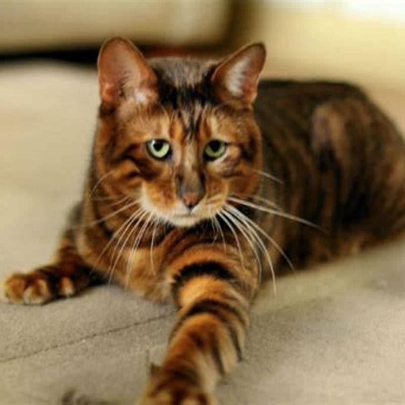 Are Toygers lap cats?
