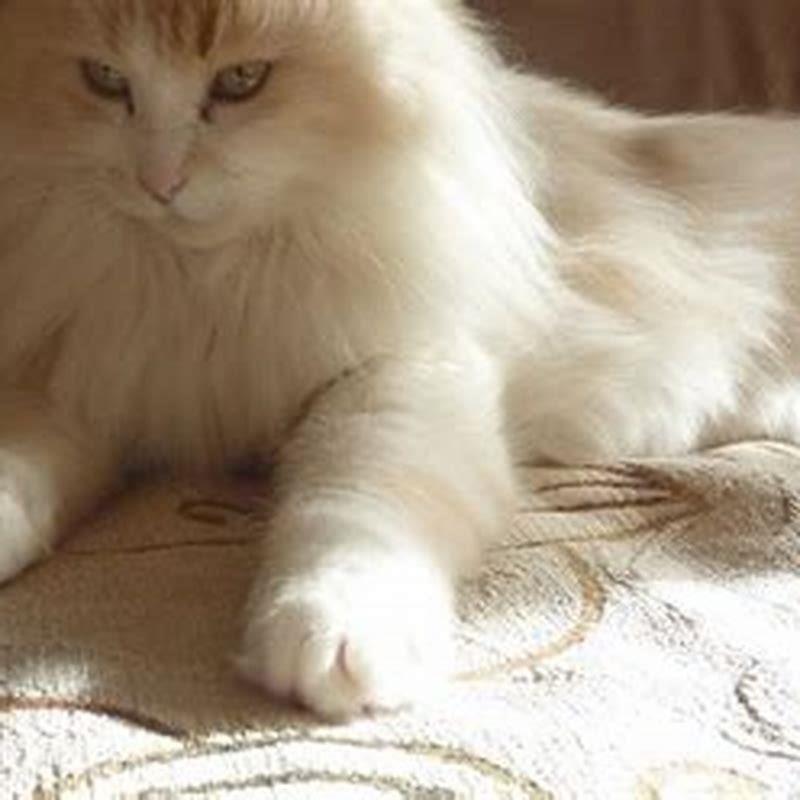 Are Turkish Angora cats good pets?